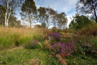 Nottinghamshire Wildlife Trust's Rainworth Heath Nature Reserve